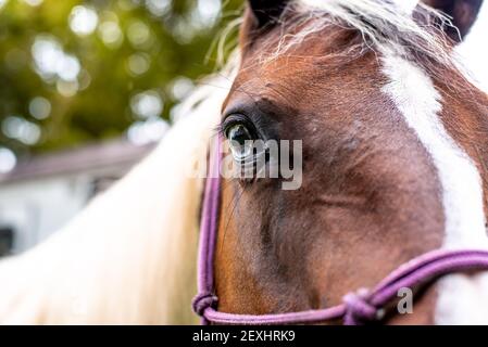 American Paint Horse mare con occhi blu da vicino Foto Stock