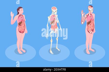 Corpo umano maschile e femminile e organi interni 3d isometrico illustrazione vettoriale Illustrazione Vettoriale