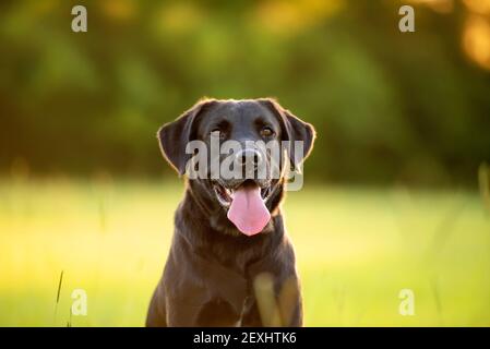 Labrador nero in un campo erboso al tramonto godendo parcheggio Foto Stock
