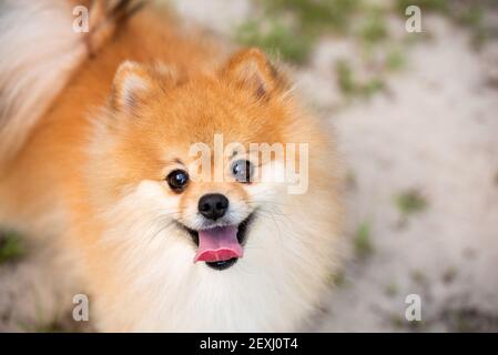 Cane Pomeraniano adulto all'aperto su campo erba, sole giorno d'estate, pelliccia d'oro Foto Stock