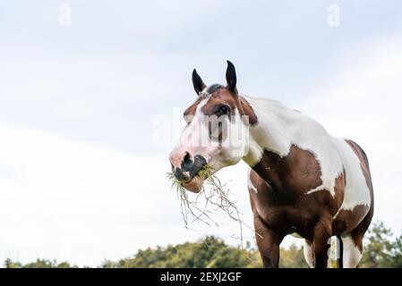 American Paint Horse mare con occhi blu Foto Stock