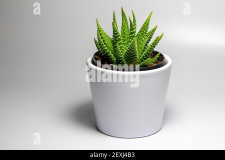 Primo piano veduta astratta di un piccolo cactus zebra in vaso (haworthia attenuata) in una pentola di porcellana bianca con fondo bianco Foto Stock