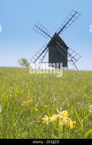 Cowslips sull'isola di Oeland, Svezia, in primavera Foto Stock
