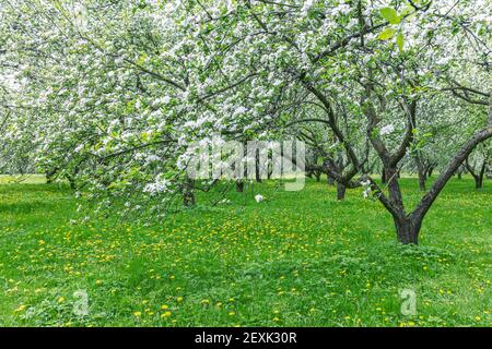 fioritura di vecchi alberi di mela in frutteto primaverile Foto Stock