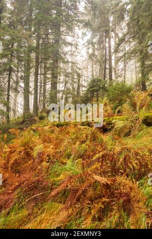Felce secche nella foresta. Erba secca e pineta. Nebbia nella foresta. Foto Stock