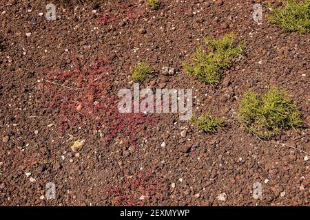Un primo piano di sporco marrone scuro e rosso Foto Stock