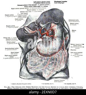 Una foto verticale di un poster illustrato del 19 ° secolo di organi umani Foto Stock
