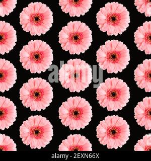 Motivo senza cuciture di gerbera rosa su un nero. Foto Germini convertita in un motivo senza giunture Foto Stock