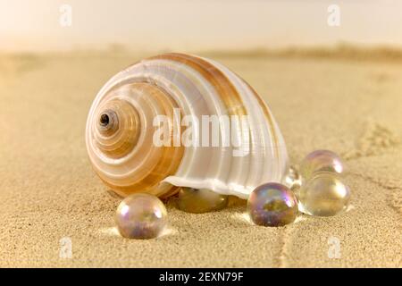 Conchiglia sulla spiaggia di sabbia Foto Stock