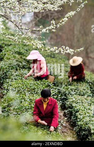 Ankang, provincia cinese di Shaanxi. 4 Marzo 2021. Gli agricoltori raccolse le foglie di tè in un giardino di tè nella città di Ankang, nella provincia di Shaanxi nella Cina nord-occidentale, 4 marzo 2021. Credit: Tao Ming/Xinhua/Alamy Live News Foto Stock