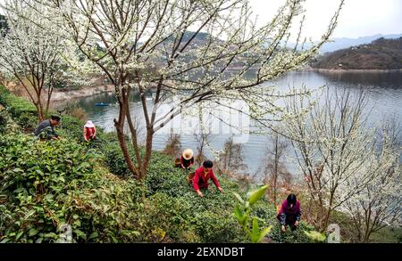 Ankang, provincia cinese di Shaanxi. 4 Marzo 2021. Gli agricoltori raccolse le foglie di tè in un giardino di tè nella città di Ankang, nella provincia di Shaanxi nella Cina nord-occidentale, 4 marzo 2021. Credit: Tao Ming/Xinhua/Alamy Live News Foto Stock