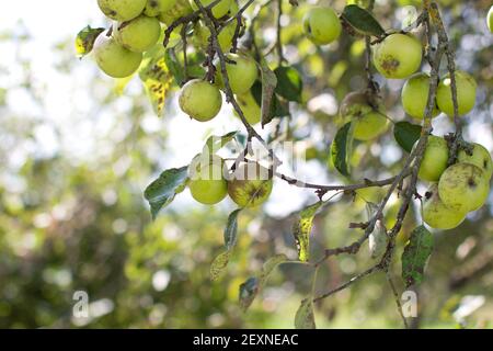 Mele Verdi su albero Foto Stock