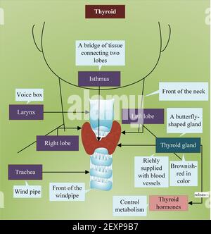 La ghiandola tiroidea si trova nella parte anteriore del collo e del ventubo. Rilascia ormoni tiroidei che controllano il metabolismo Foto Stock