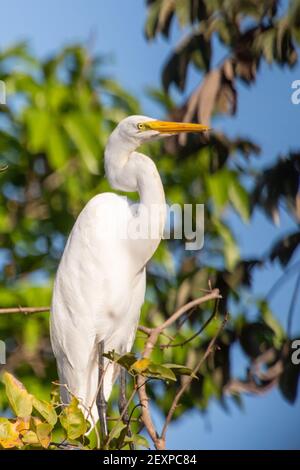 Egreo comune (Ardea alba) nel Pantanal settentrionale in Mato Grosso, Brasile Foto Stock