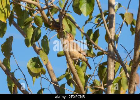 Uccelli del Brasile: Rufous Hornero (Furnarius rufus) in un albero nel Pantanal settentrionale in Mato Grosso, Brasile Foto Stock