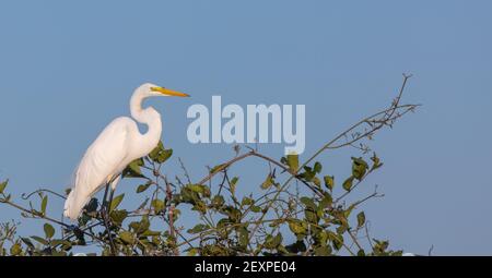 Grande Egret (Ardea Alba) seduto su un ramo sulla Transpantaneira nel Pantanal a Mato Grosso, Brasile Foto Stock