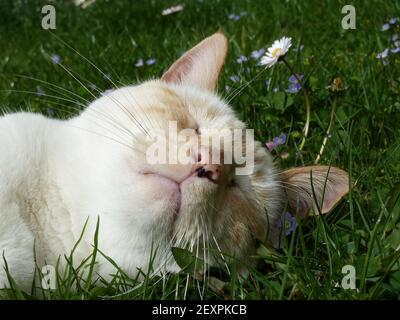 Un closeup di un gatto totalmente rilassato e dormiente, adorabile Foto Stock