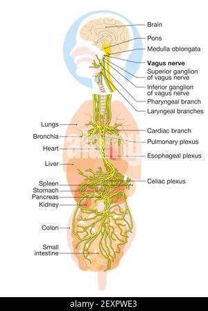 L'illustrazione 3D mostra il cervello e il nervo vagale attivo (Decimo nervo cranico o CN X) con organi umani Foto Stock