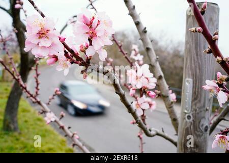 Gimmeldingen, Germania. 05 marzo 2021. I primi fiori germogliano su un albero di mandorle al sentiero dei fiori di mandorle. A Gimmeldingen, un divieto di visita di diverse settimane per i turisti al giorno inizia il 05.03.2021. Il motivo è la fioritura delle mandorle conosciuta a livello nazionale, che tradizionalmente attira migliaia di visitatori nel distretto di Neustadt an der Weinstraße. Il motivo della chiusura è la protezione contro un'ulteriore diffusione del virus corona. Credit: Uwe Anspach/dpa/Alamy Live News Foto Stock