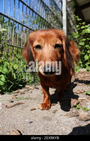 Un cane dachshund (razza di tipo hound) che riposa nel giardino Foto Stock