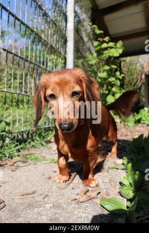 Un closeup di un cane wiener carino che riposa nel giardino Foto Stock