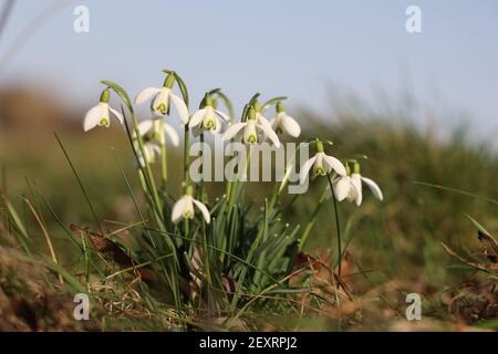 Il bel fiore di goccia di neve si dissolve in primavera Foto Stock