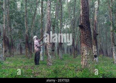 Indian Farmer gomma maschiatura albero in tamil nadu su una mattina nebbiosa Foto Stock