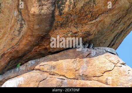 Gualetti avvistati (Athene brama) e un pachetto rosa (Psittacula krameri) che condividono lo stesso tetto per proteggersi dal sole. Foto Stock