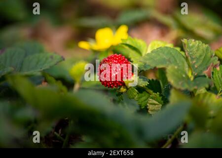 All'aperto in una calda giornata autunnale. Foto Stock