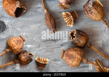 Teste di papavero coltivate in casa, testa aperta e semi di papavero versato. Foto Stock