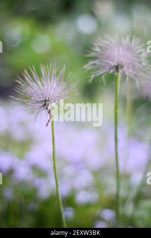 Un primo piano di belle polpette di Pulsatilla, pasteflower americano, prateria croccus teste di fiore dopo la fioritura con semi mature in primavera. Foto Stock