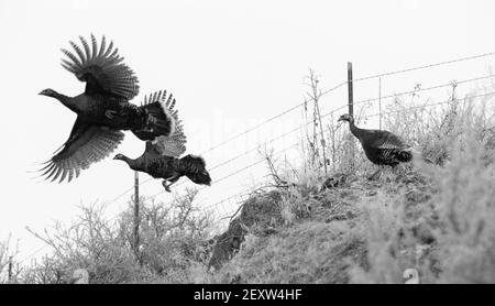 Pheasant Fly tentativo fuga Grande gioco Brid Inverno Paesaggio Foto Stock