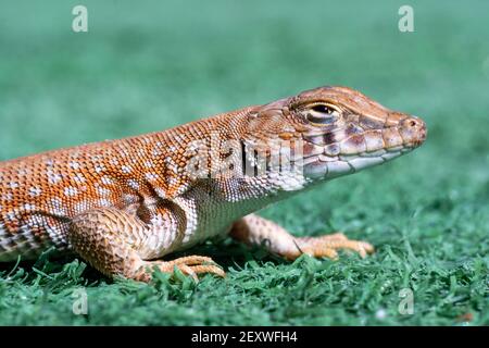 Primo piano macro di una lucertola Saudita fringe-fingered (Acanthodactylus gongrorhynchatus) nel deserto Foto Stock