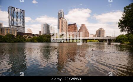 Cani Nuoto giocare Colorado River Downtown Austin Texas Foto Stock