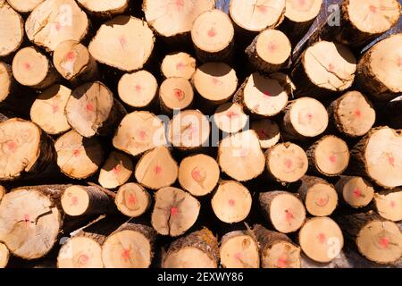 Trees Logs Sit Stacked Northern Minnesota Logging Operation Foto Stock