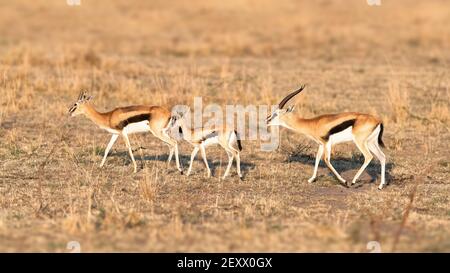 Gruppo familiare di impala, aepyceros melampus, nelle praterie secche del Masai Mara, Kenya Foto Stock