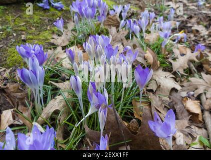Early Crocus tommasinianus, Hereford UK, febbraio 2021. Foto Stock