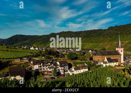 Vista panoramica dei vigneti della Mosella vicino a Bruttig-Falkel, Germania. Creato da più immagini per creare un'immagine panoramica. Foto Stock