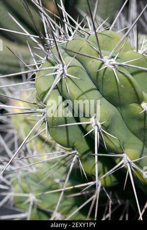 Il Cactus Cactaceae o Stetsonia Coryne dall'Argentina al Cactus Garden nel villaggio di Guatiza sull'isola Di Lanzarote sull'isola delle Canarie Foto Stock