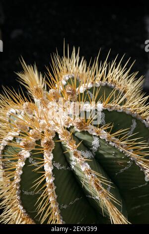 Il Cactus Cactaceae o Astrophytum Ornatum dal Messico al Cactus Garden nel villaggio di Guatiza sull'isola Di Lanzarote sull'isola delle Canarie Foto Stock