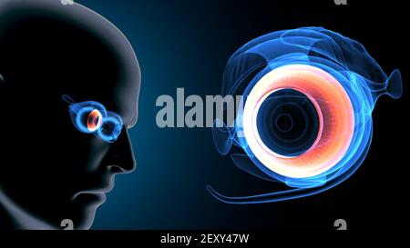 rendering 3d dell'anatomia dell'occhio umano del corpo maschile. Foto Stock