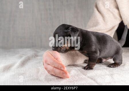 Cucciolo Jack Russel di cinque settimane di colore brindle. La mano di una donna patte il cane in modo rassicurante. Messa a fuoco selettiva Foto Stock