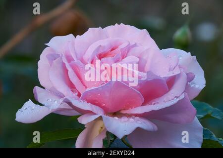 Petali e gocce di pioggia Foto Stock