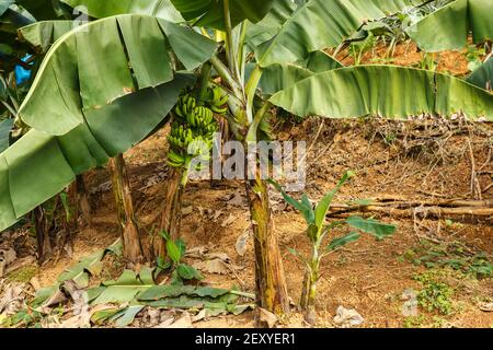 Banana albero con un mazzo di banane. Le banane non mature pendono su un ramo. Foto Stock