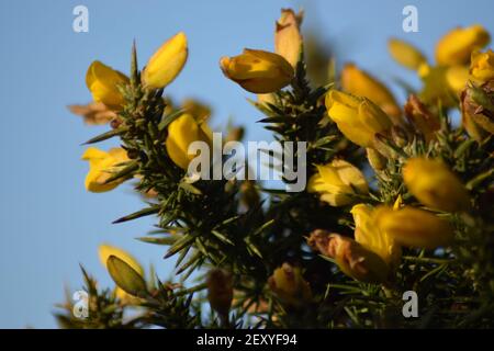 Gorse in primo piano Foto Stock