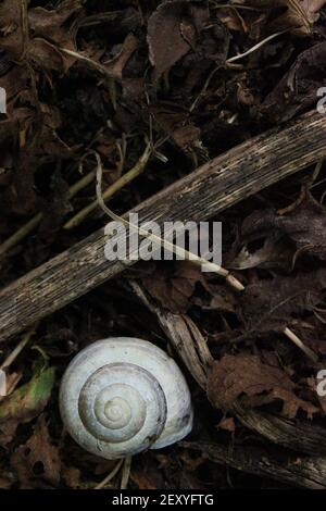 Pallido Shell e detritus Foto Stock