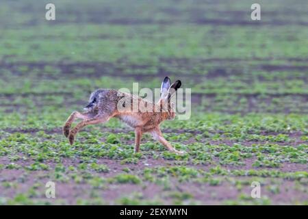 Unione Brown lepre (Lepus europeaus) in esecuzione nel campo Foto Stock