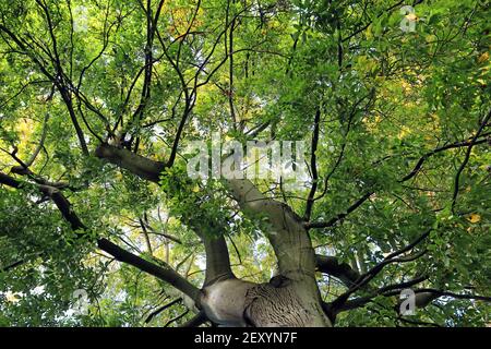 Pignut Hickory (Carya glabra) albero, primi di ottobre. Guardando fino al baldacchino di foglie verdi, appena cominciando a diventare giallo come la stagione cambia Foto Stock
