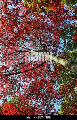 Quercia scarlatta (Quercus coccinea). Guardando fino al baldacchino di luminoso autunno (autunno) rosso e scarlatto foglie, cielo blu oltre. Kew Gardens, ottobre Foto Stock