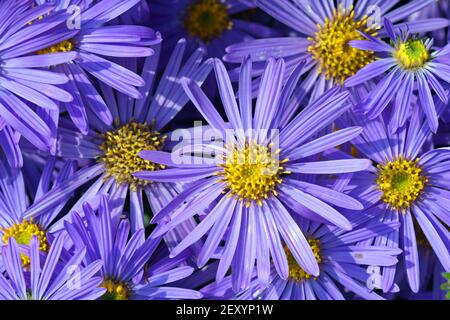 Foto full-frame delle teste di Aster: I sottili fiori a raggi blu lavanda circondano un centro giallo dorato. Foto Stock